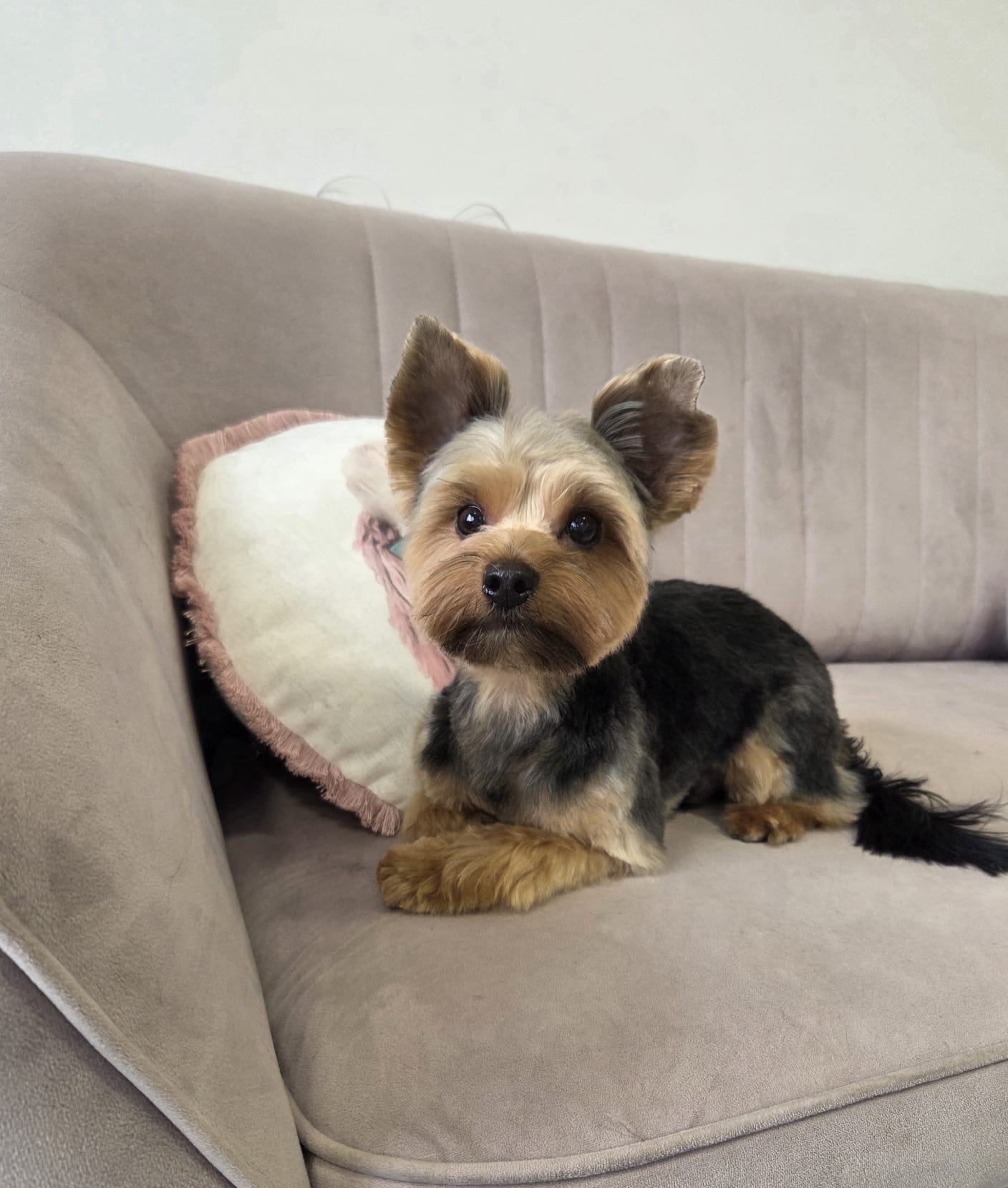 Yorkshire terrier – strzyżenie – po
