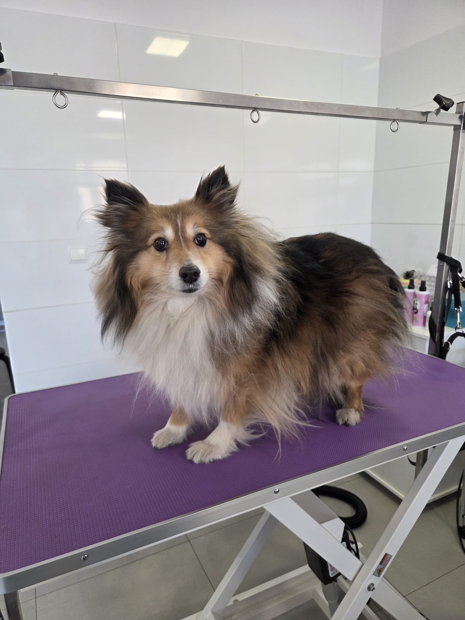 Sheltie – kąpiel i modelowanie szaty – przed
