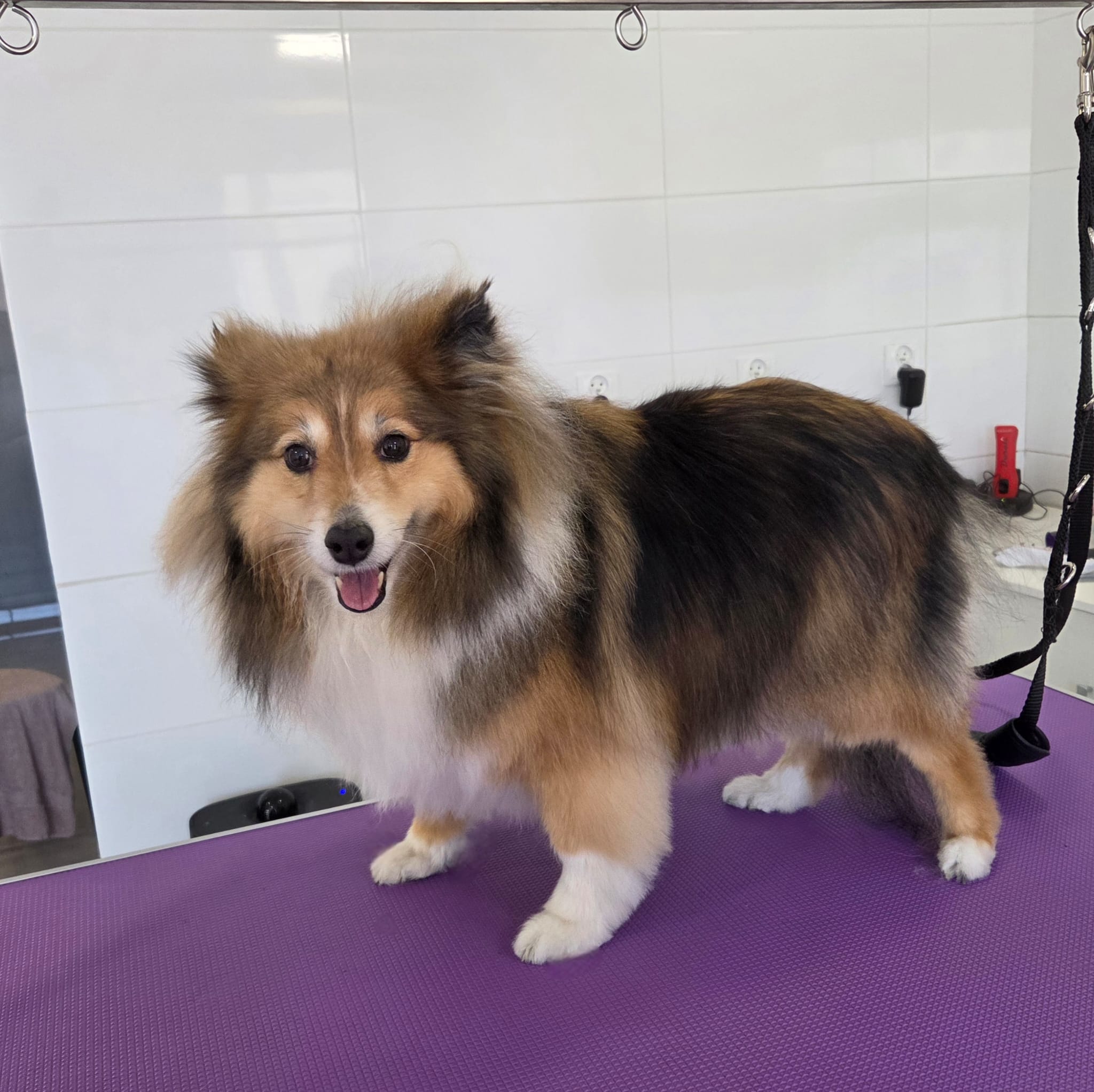 Sheltie – kąpiel i modelowanie szaty – po