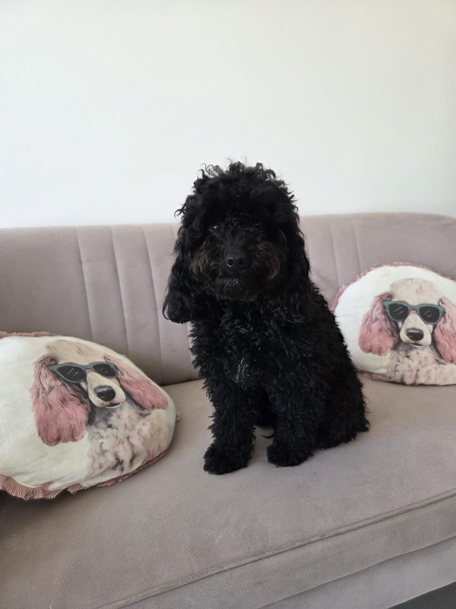 Cavapoo – pielęgnacja kompleksowa – przed