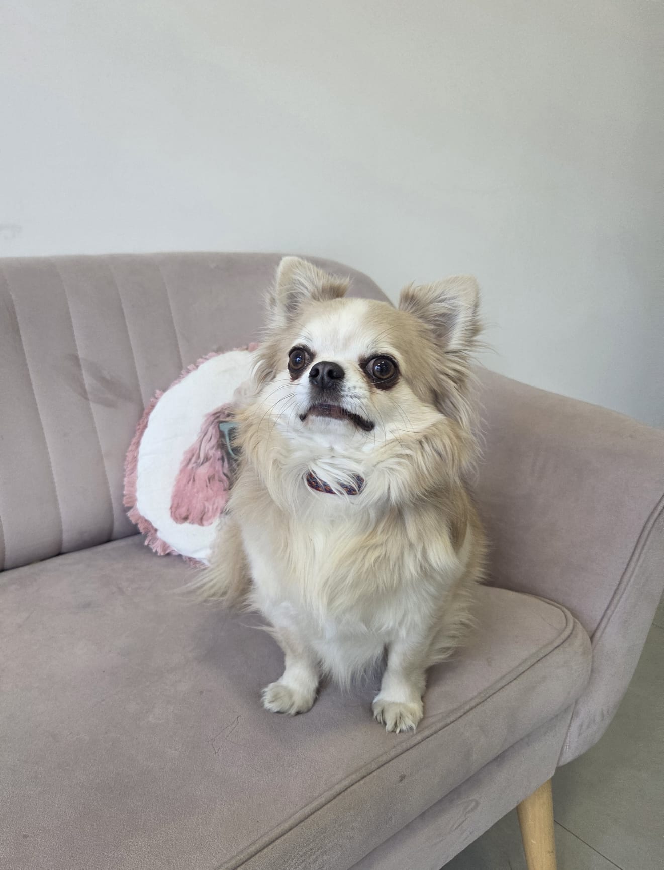 Chihuahua – kąpiel i rozczesanie – przed