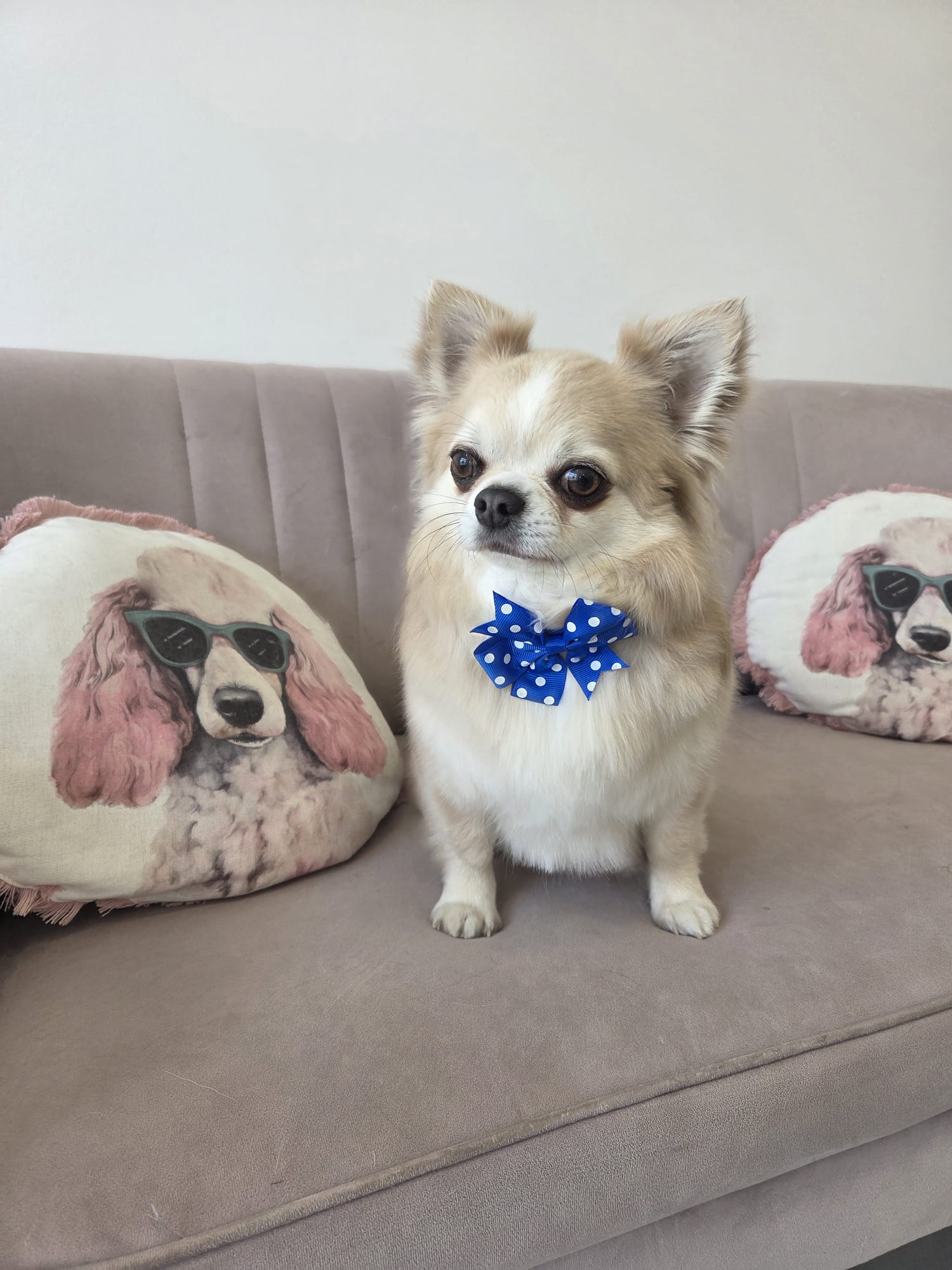 Chihuahua – kąpiel i rozczesanie – po