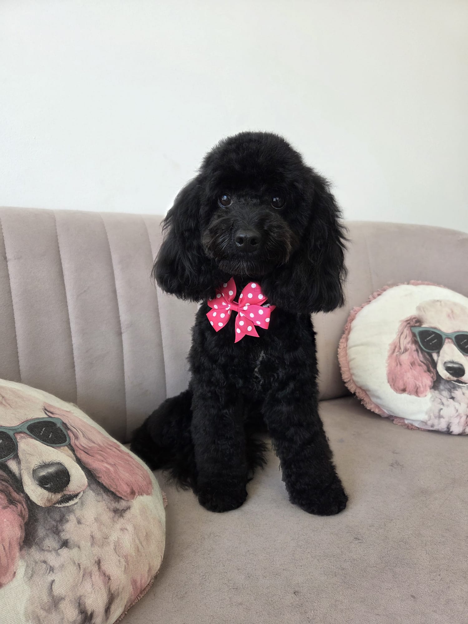 Cavapoo – pielęgnacja kompleksowa – po