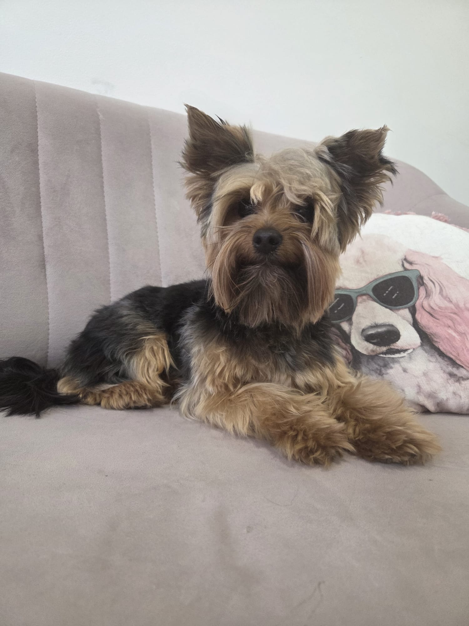Yorkshire terrier – strzyżenie – przed
